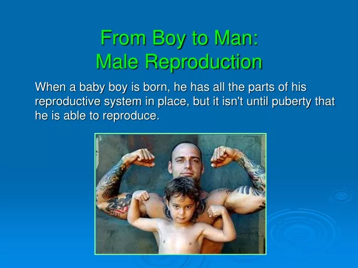 from boy to man male reproduction