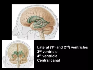 Lateral (1 st and 2 nd )  ventricles