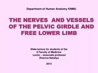 Department of Human Anatomy KNMU  THE NERVES  AND VESSELS OF THE PELVIC GIRDLE AND FREE LOWER LIMB