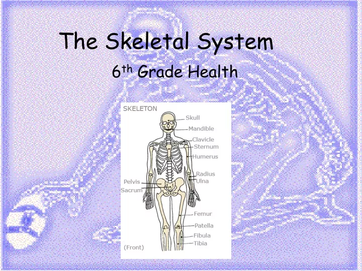 the skeletal system