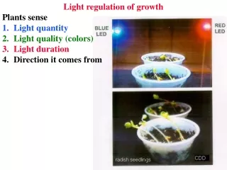 Light regulation of growth Plants sense Light quantity Light quality (colors) Light duration