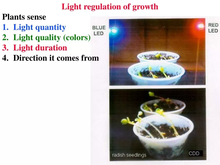 light regulation of growth plants sense light