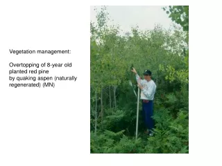 Vegetation management: Overtopping of 8-year old  planted red pine  by quaking aspen (naturally