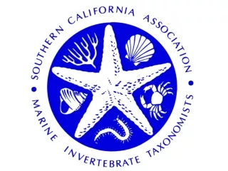 Southern California Association of Marine Invertebrate  Taxonomists