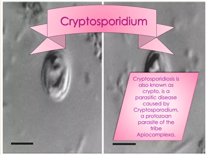 cryptosporidium