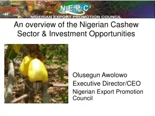 An overview of the Nigerian Cashew Sector &amp; Investment Opportunities