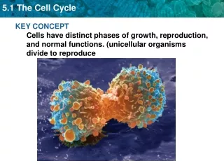 The cell cycle represents the  life cycle  of a cell.