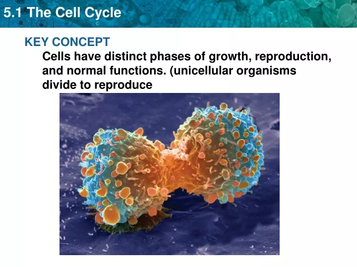 key concept cells have distinct phases of growth