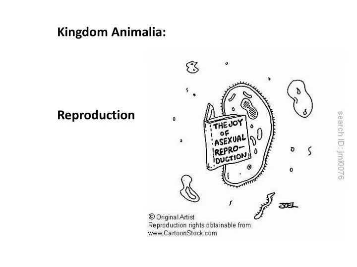 kingdom animalia reproduction