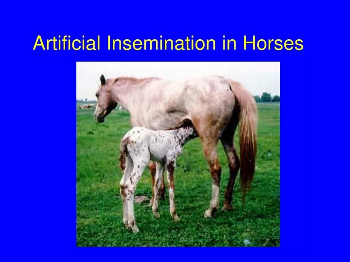 artificial insemination in horses