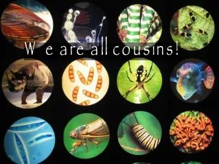 We are all cousins!
