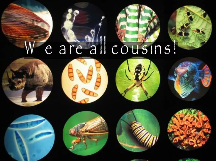 we are all cousins