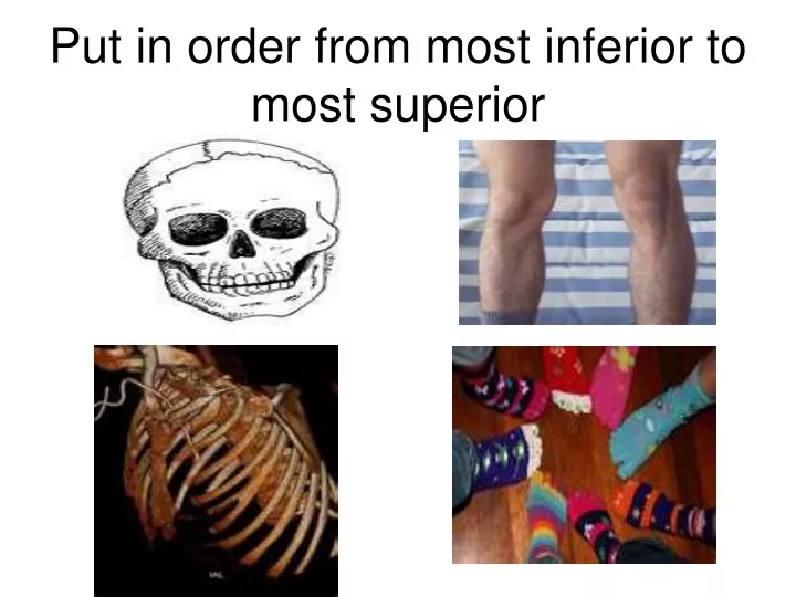 put in order from most inferior to most superior