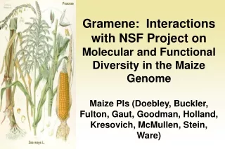 Gramene:  Interactions with NSF Project on  Molecular and Functional Diversity in the Maize Genome