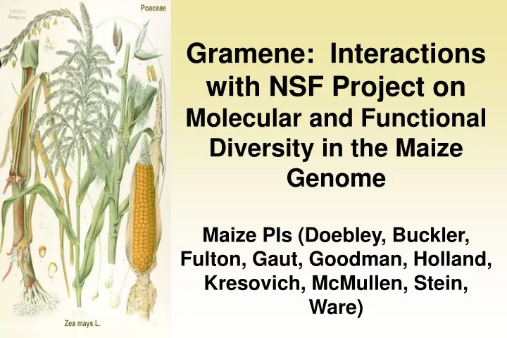 gramene interactions with nsf project