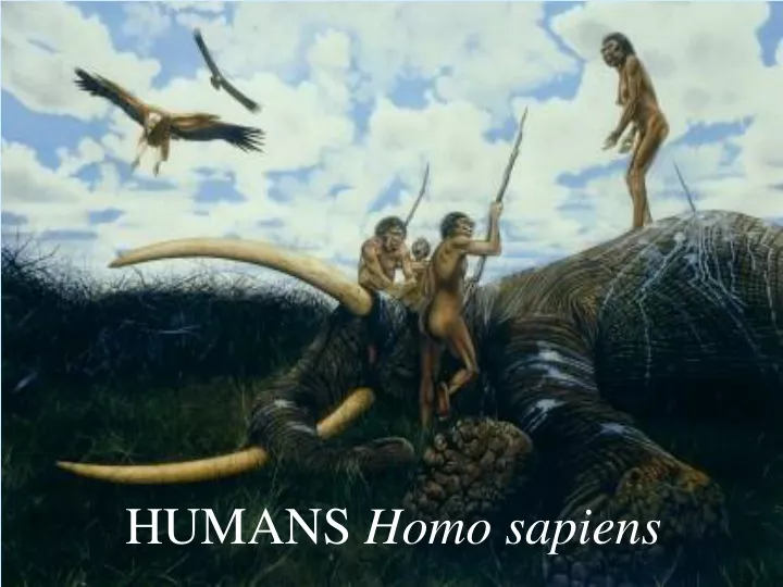 humans homo sapiens