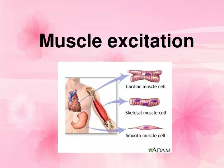 muscle excitation