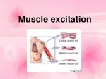 Muscle excitation