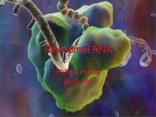 Ribosomal RNA