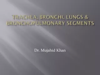 Trachea, bronchi, LUNGS &amp; bronchopulmonary  segmentS