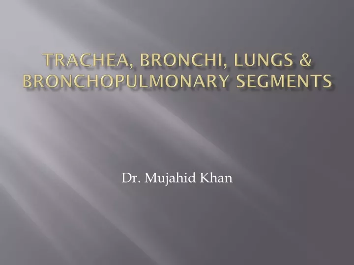 trachea bronchi lungs bronchopulmonary segments