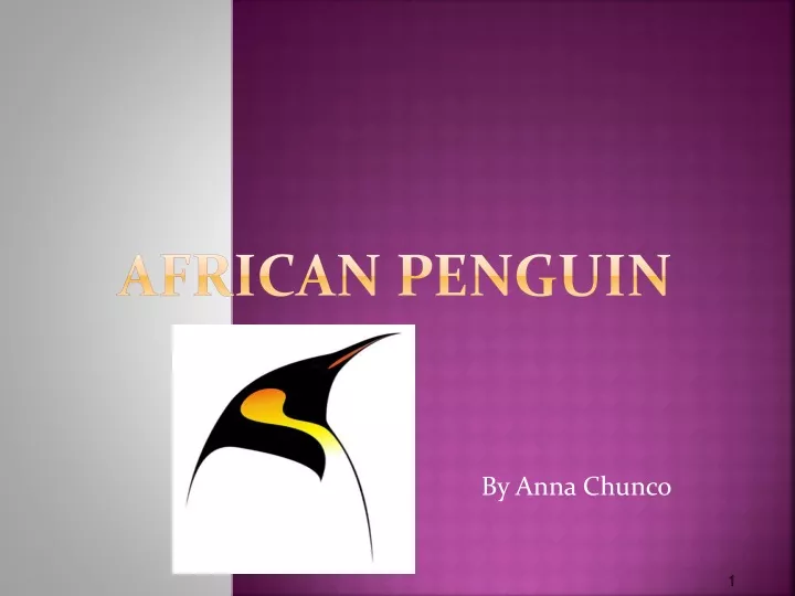 african penguin