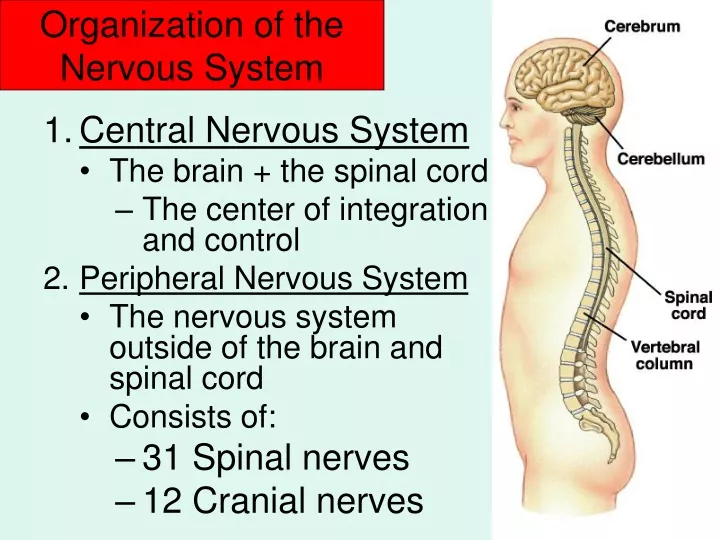 organization of the nervous system