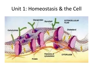 Unit 1: Homeostasis &amp; the Cell