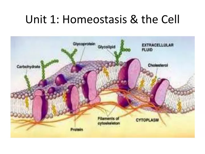 unit 1 homeostasis the cell