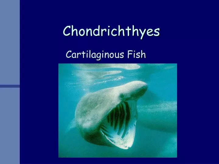 chondrichthyes