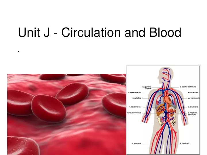 unit j circulation and blood