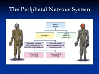 The Peripheral Nervous System