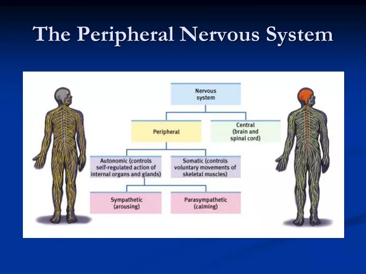 the peripheral nervous system