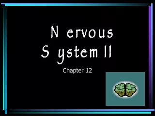 Nervous System II