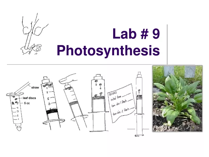 lab 9 photosynthesis