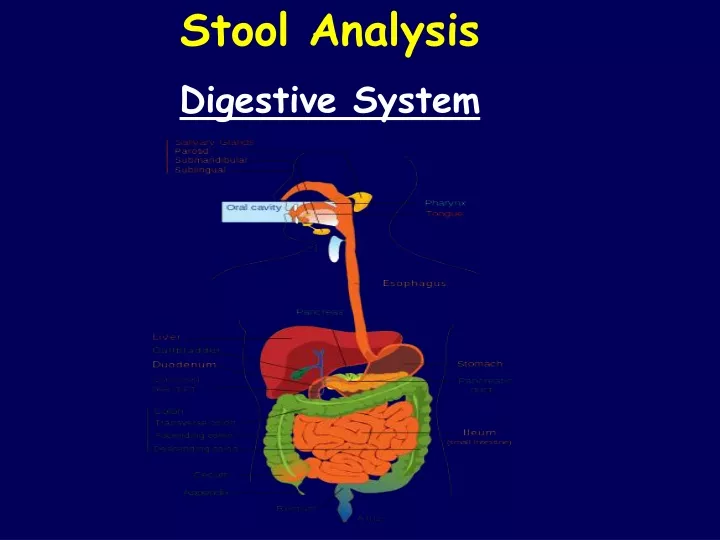 stool analysis digestive system