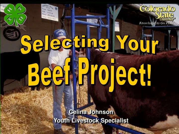 selecting your beef project