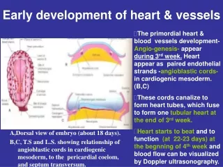Early development of heart &amp; vessels