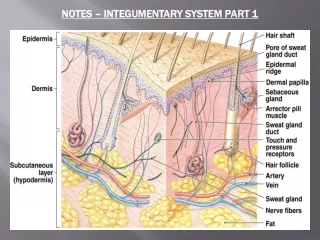 NOTES – INTEGUMENTARY SYSTEM PART 1
