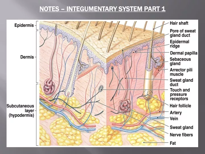 notes integumentary system part 1