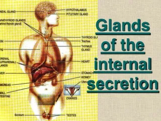 Glands of the internal secretion
