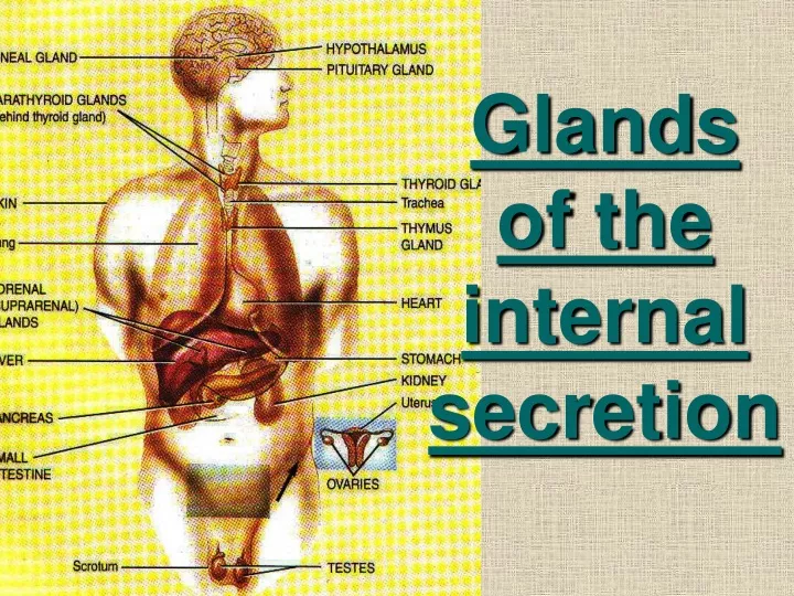 glands of the internal secretion
