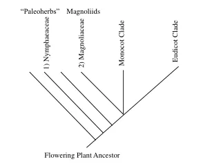 1) Nymphaeaceae