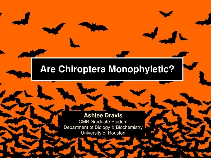 are chiroptera monophyletic