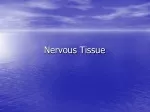 Nervous Tissue - slide 1