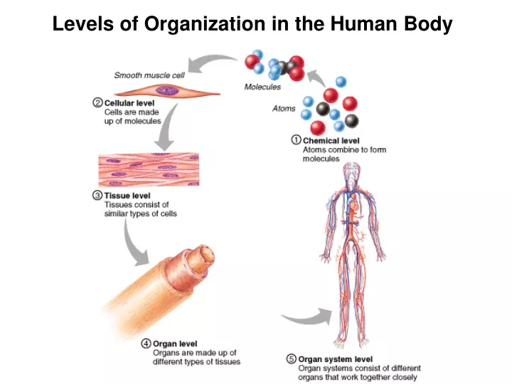 levels of organization in the human body