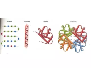 Modularity as an Organizing Principle in Protein Structure