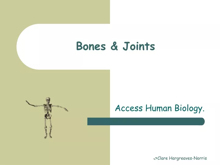 bones joints