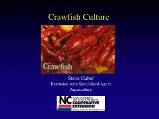 Crawfish Culture