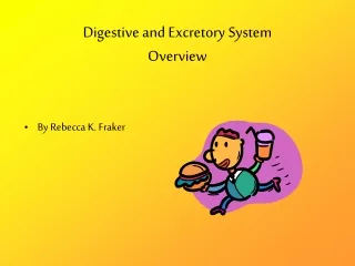 Digestive and Excretory System Overview